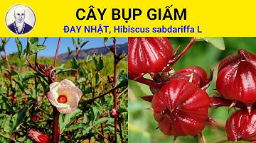 Cây Bụp Giấm, Đay nhật có tác dụng chữa trị bệnh gì? | Hibiscus sabdariffa