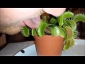 Planta carnívora le muerde la lengua... mira lo que sucede despues.