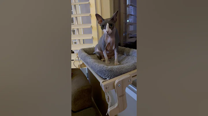 Watch the video about Crazy Lila #cat #catbreed #sphynx #hairlesscats #cute