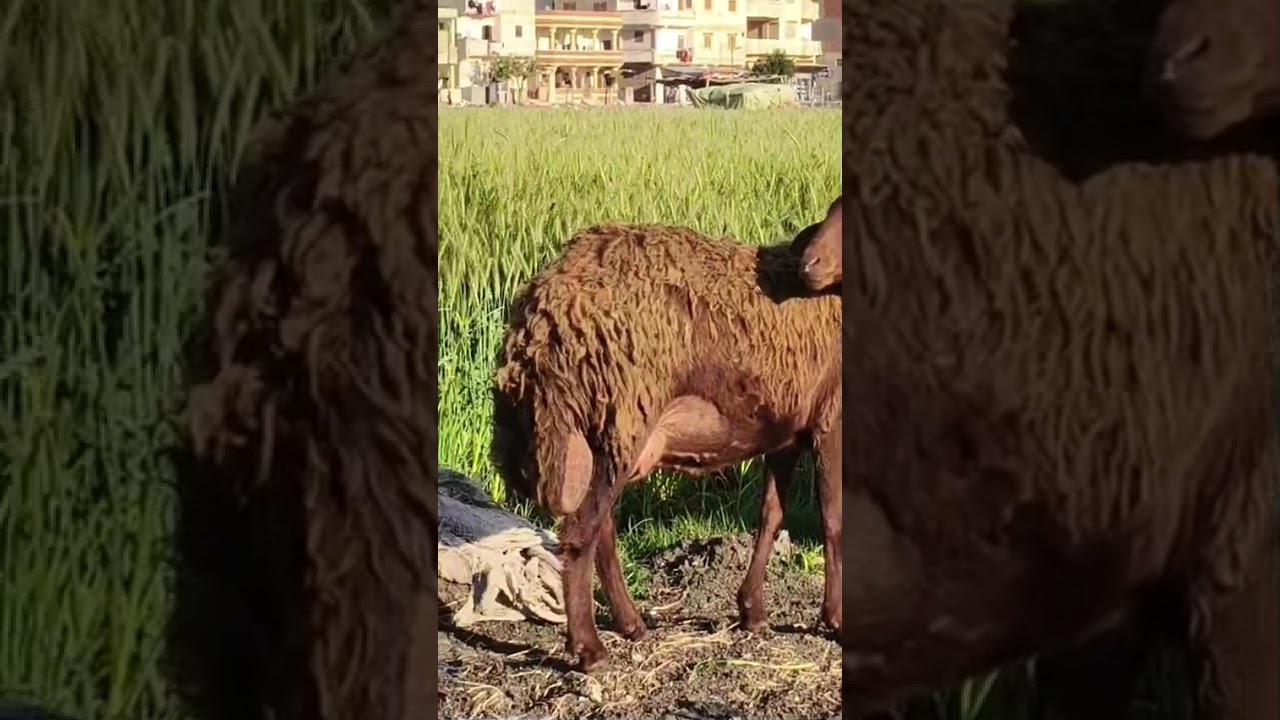 ٤ مارس ٢٠٢٦