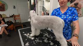 Bedlington Terrier 101 part 4 @DogGroomingTV