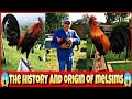 The history and origin of melsims black chicken