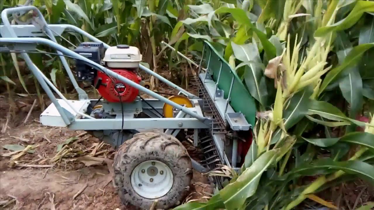 Corn Maize Reaper Made in Vietnam - youtube