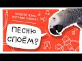 Попугай Винчи говорит "Сидим дома, песни поем..." #Shorts