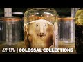 Why 11 million embalmed specimens are stored in the field museums basement   colossal collections