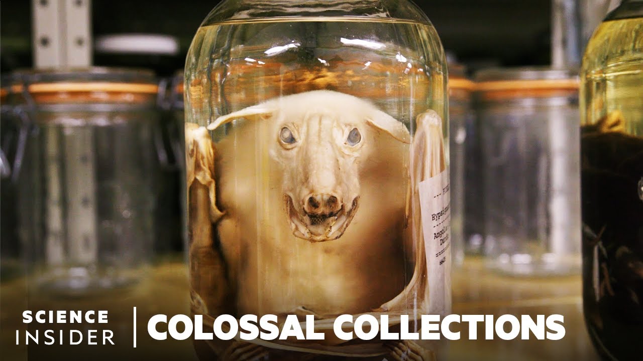 Why 11 Million Embalmed Specimens Are Stored In The Field Museum s Why 11 Million Embalmed Specimens Are Stored In The Field Museum s