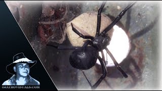 Black Widow Spider Incubating 01