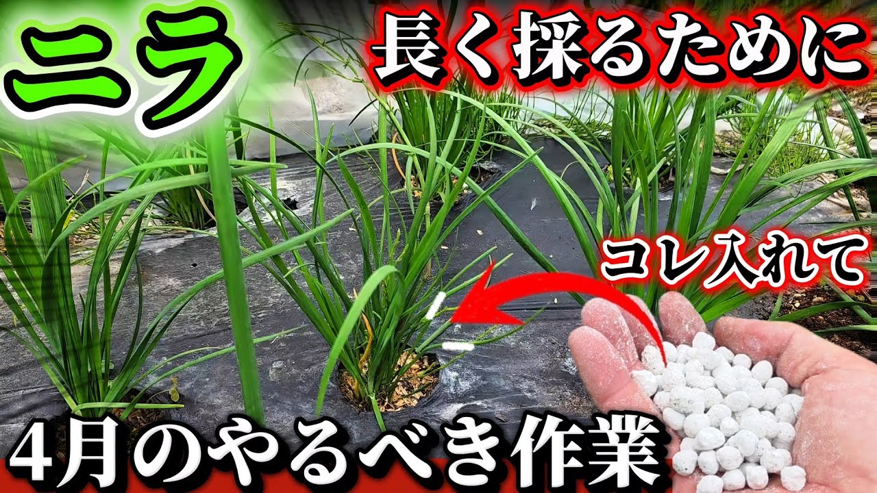 Chives] Doing XX in April will allow you to harvest for a longer