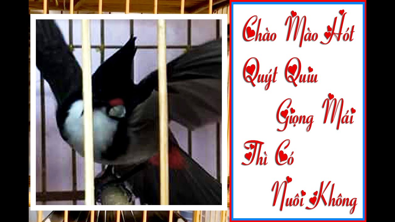 Chim Chào Mào Hót Quýt Quiu Giọng Mái Thì Khắc Phục Như Thế Nào  #phú_tường_wedding