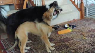 Silken Windhound and Border-Aussie Play by wildmeadow_windhounds 545 views 7 years ago 1 minute, 22 seconds