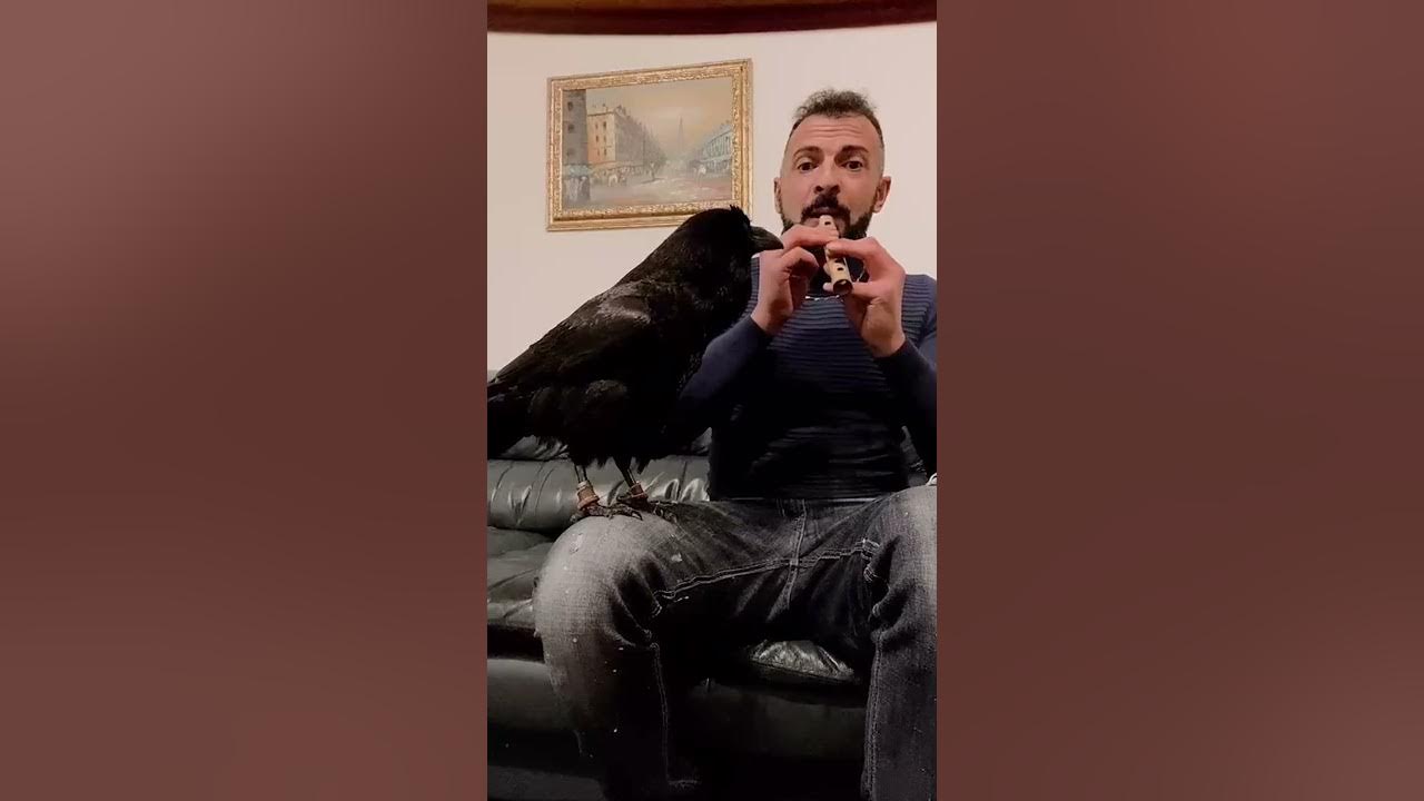 Man Plays Flute While Raven Sings Along Man Plays Flute While Raven Sings Along