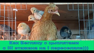 Как БЕГЛЯНУ  с цыплятами переселяла ИЗ ВЕРХНЕЙ КЛЕТКИ в нижний ДОМИК🏡🐤🐔)))#цыплята#квочка#бентамки