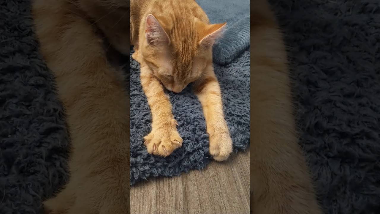 Kitten  pretends that she is drinking mama s milk while   Kitten  pretends that she is drinking mama s milk while