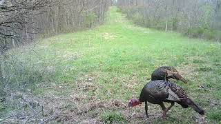 OLD GLORY HUNTING PRESERVE