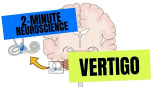 2-Minute Neuroscience: Vertigo by Neuroscientifically Challenged 8,264 views 6 months ago 1 minute, 59 seconds