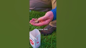 When Soil Compaction Becomes the Silent Killer of Your Lawn! #shorts