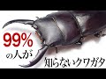 マニアしか知らない 憧れのマイナーヒラタ【クワガタ飼育】