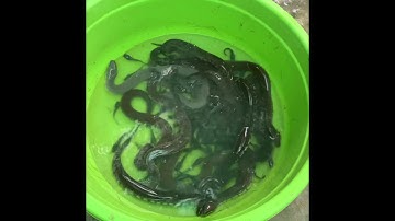 Một số lưu ý khi thay nước và cho rắn ri voi ăn, rắn ri voi nuôi trong thao nhựa || Bùi Văn Trạng