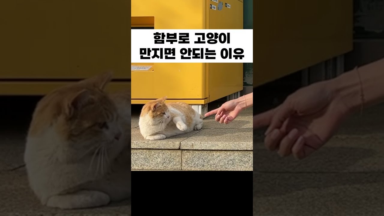 고양이한테 참교육 당함ㅋ - Youtube