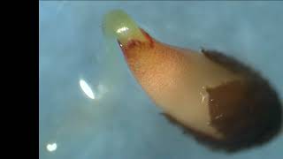 Detailed California Poppy seed germination Profile