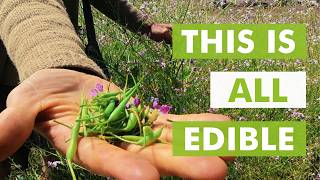 Foraging for Beginners: Santa Cruz, California