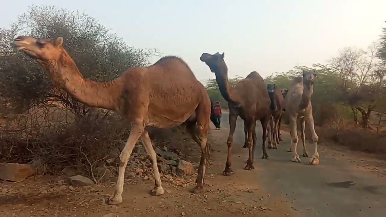 #camel lover 🐪👍😅🤗