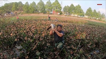 Tát ao bỏ hoang lâu năm bắt toàn cá khủng | Catch big fish