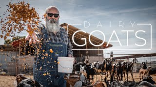 Doing Dairy Right with Nubian Goat Milk | PARAGRAPHIC