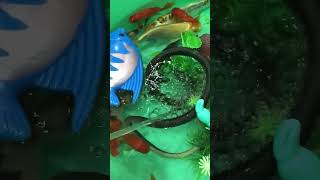 Super Cute And Colorful Fish Aquarium, Dfish Koi Fish