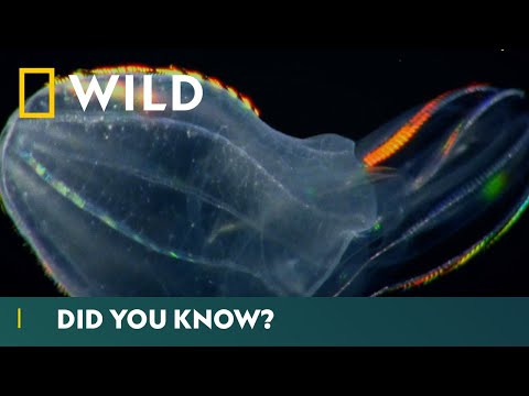 World's Deadliest Jellyfish: Comb Jellies | Deadliest Month Ever | National Geographic Wild UK
