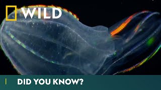 World's Deadliest Jellyfish: Comb Jellies | Deadliest Month Ever | National Geographic Wild UK