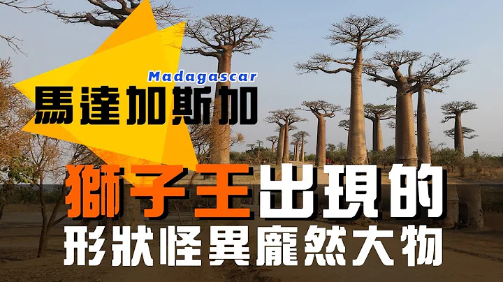 廖科溢【非洲】猴面包树 非洲储水塔 是树也是活化石?! - 天天要闻
