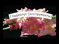 Гладиолус из холодного фарфора.  Лепестки. Обзор инструментов