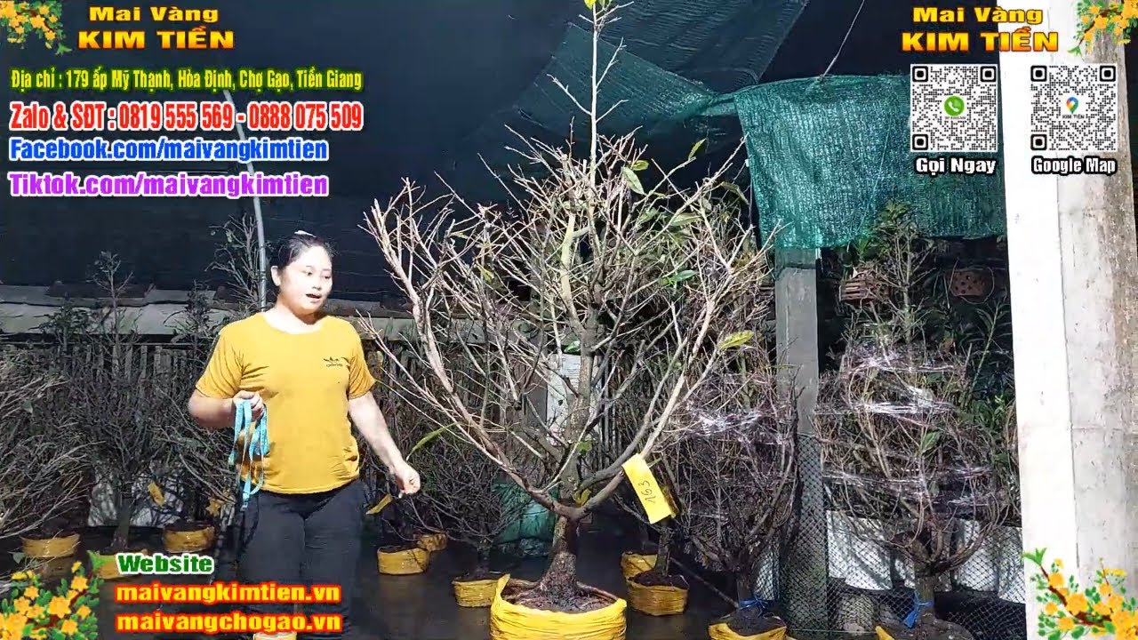 Phôi Mai Thủ Đức Giá Rẻ Bao Ship Bao Sống Toàn Quốc - Mai Vàng Kim Tiền Chợ Gạo