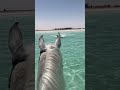 Pure Freedom Horse Racing Through Water 