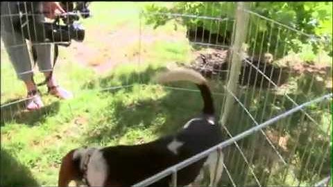 Beagles Rescued From Lab That Tests on Animals