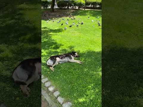 İstanbul Ataşehir Parkta Beslenen Güvercinler