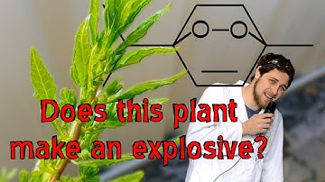 Epazote: a herb with explosives?
