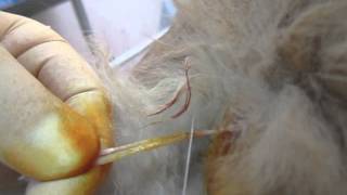 Neutered (Castration) cat. Кастрация кота на биологический узел. 2129 Neutered (Castration) cat. Кастрация кота на биологический узел. 2129