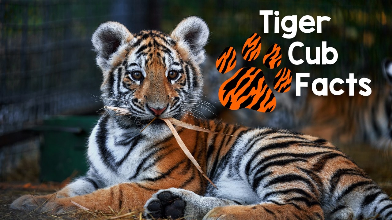 10 Incredible Tiger Cub Facts!