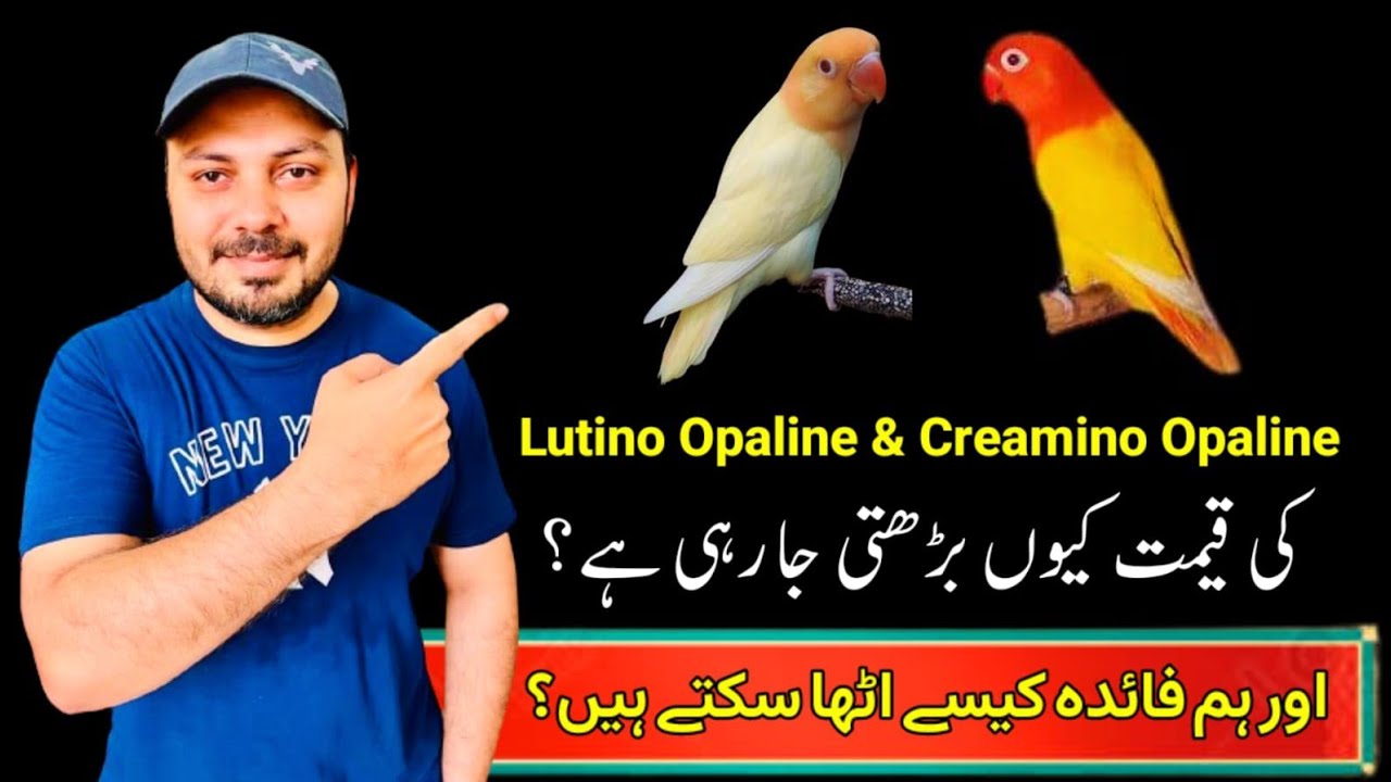 Creamino Opaline Love birds || Aqua b1 Opaline ino || Lovebird future pairing || Welcome Aviary