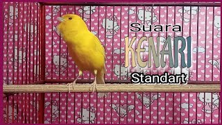 SUARA KENARI STANDART DURASI PENDEK