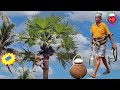 How to Collect Juice of toddy palm | Palmyra palm juice natural energy