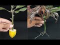 How To Grow Mango Tree From Cutting In A Banana