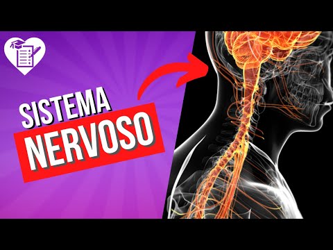 hqdefault - Sistema Nervoso