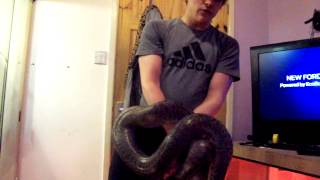 Granite Burmese python
