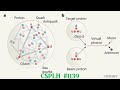 Trop dantiquarks down dans le proton