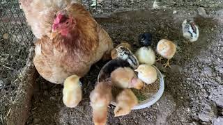 Arkadaşım İçin Yatırdığım 2. Gurkun Civcivleri Çıktı Maşallah Ful Çıkım Oldu - Egg Hatching 🐣