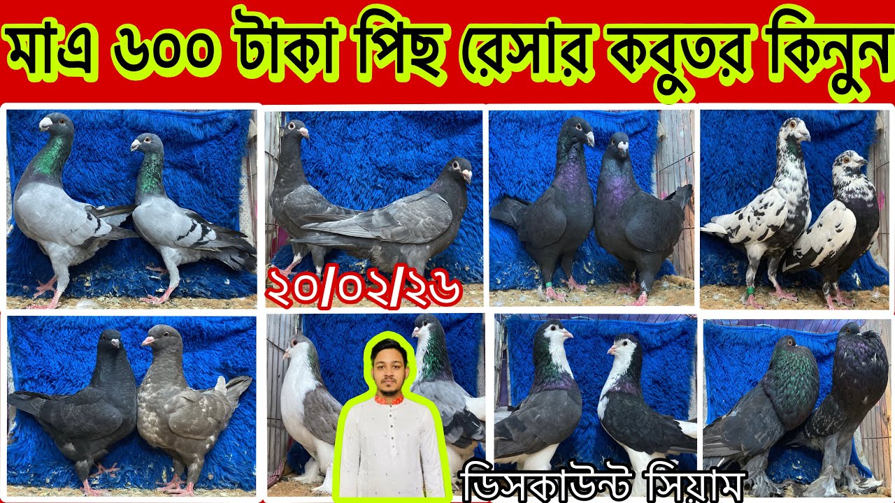 📞📲01954592216..মাএ ৬০০ টাকা পিছ রেসার কবুতর কিনুন।ডিসকাউন্ট সিয়াম 