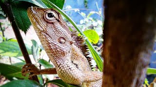 Garden Lizard 🦎 find to way out look at face and eyes - Domestic Discovery